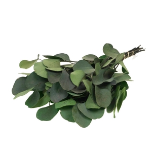 Eucalyptus Populus Preserved Moss Green