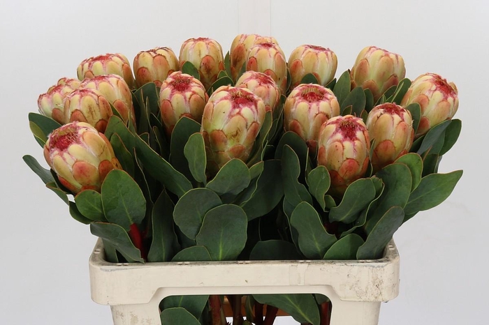 <h4>Protea Grandicolor</h4>