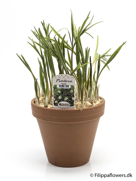 <h4>FRITILLARIA MELEAGRIS</h4>