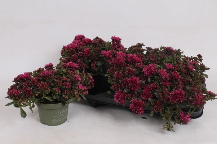 SEDUM SPU SPOT D ROS