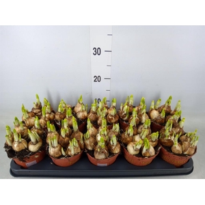 Narcissus  'Tete a tete'