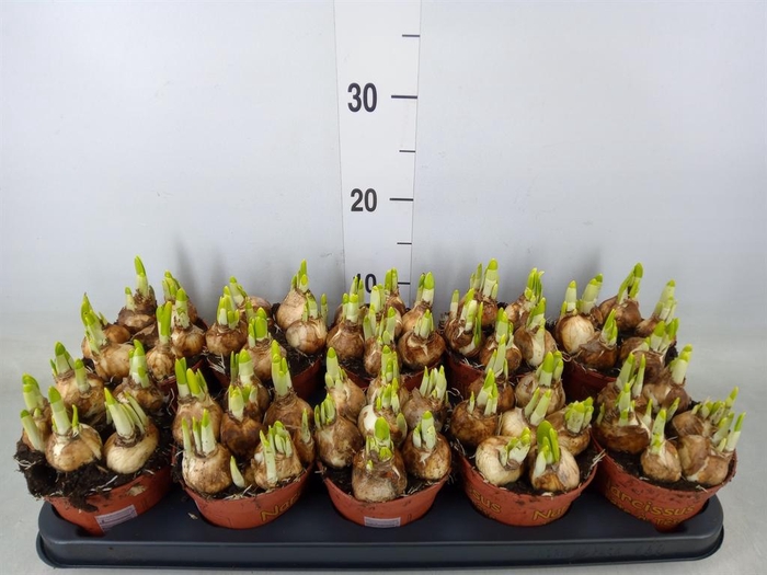 <h4>Narcissus  'Tete a tete'</h4>