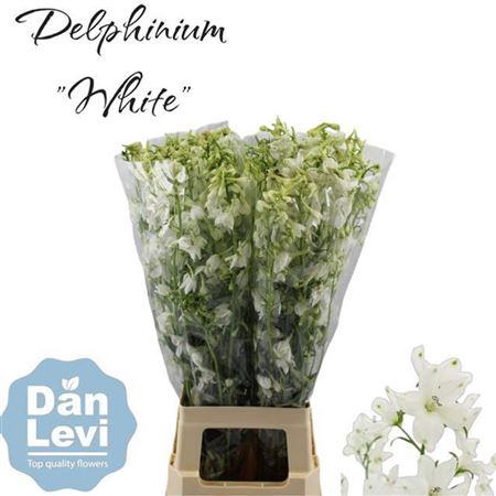 <h4>Delph En Be An White 80cm</h4>