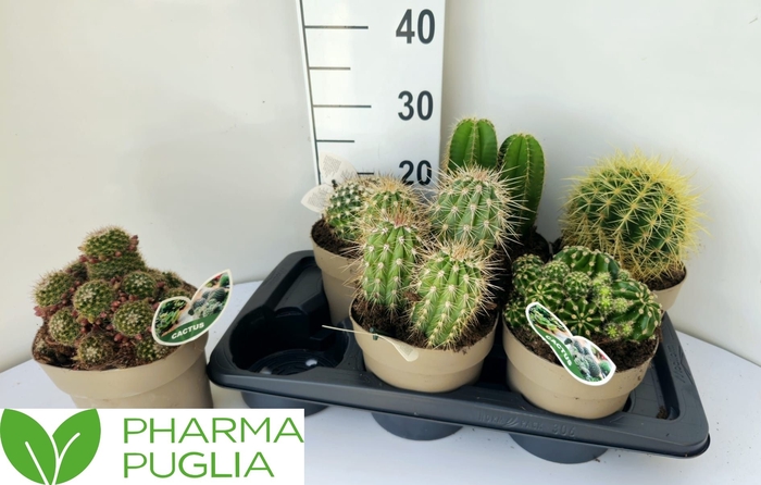 <h4>CACTUS GEM</h4>