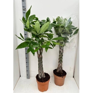 PACHIRA AQUATICA