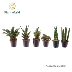 Sansevieria mix Karakum