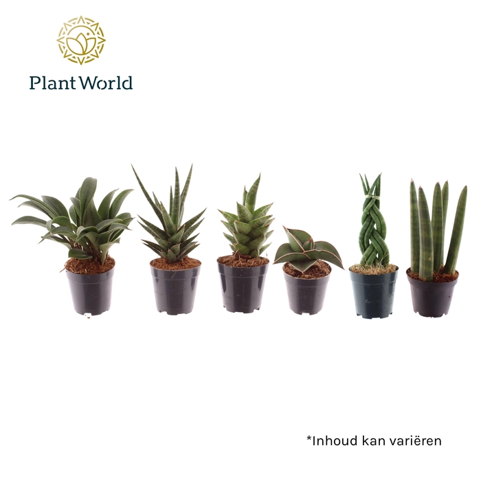 <h4>Sansevieria mix Karakum</h4>