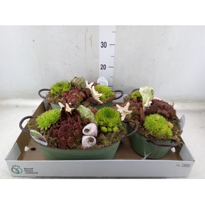 Arr.  Sempervivum L%