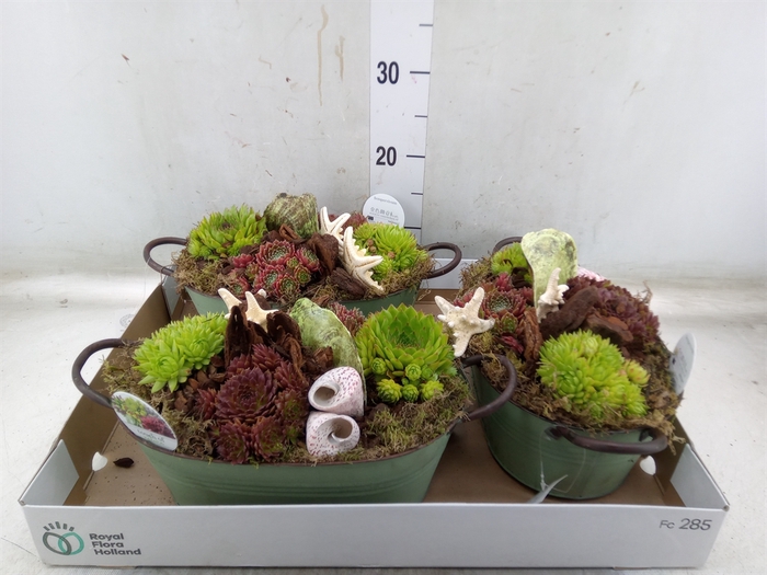 <h4>Arr.  Sempervivum L%</h4>