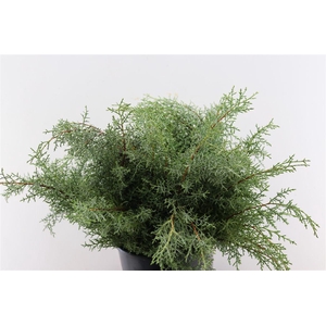 Cypresse Blue Per Bunch
