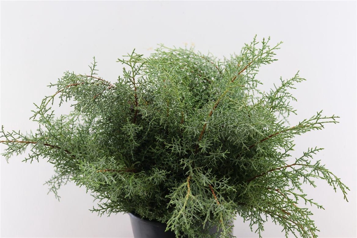 <h4>Cypresse Blue Per Bunch</h4>