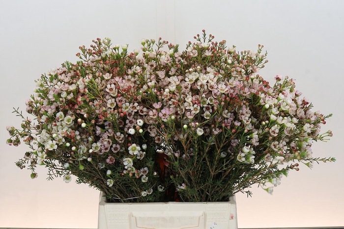 <h4>Chamelaucium Ella</h4>