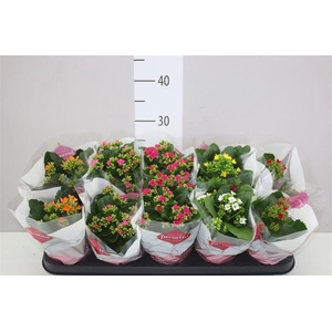 Kalanchoe Bl Gemengd