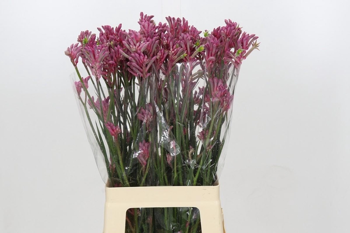 <h4>Anigozanthos Mini Pearl</h4>