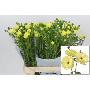 RAN BUTTERFLY HELIOS