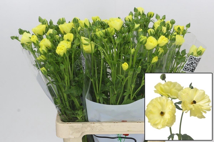 <h4>RAN BUTTERFLY HELIOS</h4>