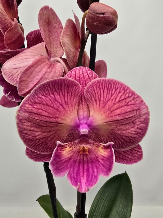 <h4>Limited 72 week 6</h4>