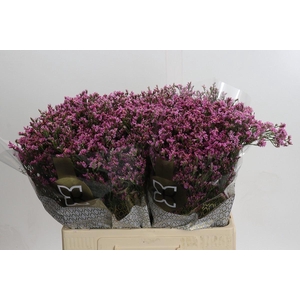 LIM SIN TIFFANY DIAMOND LIMONIUM SI