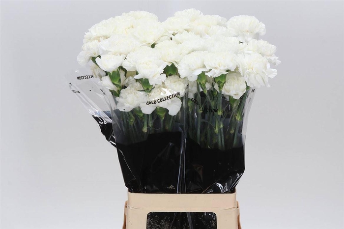 <h4>Anjer Lang Delphi</h4>