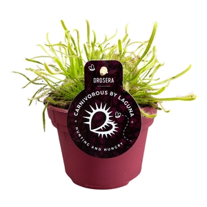 Drosera