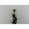 Ro Pres Stem 50cm Rainbow