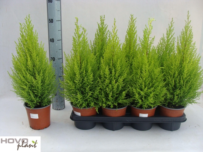 <h4>Cupr Ma Goldc Wilma</h4>