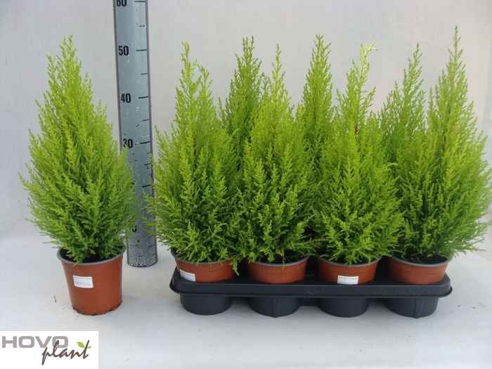 <h4>CUPR MA GOLDC WILMA</h4>