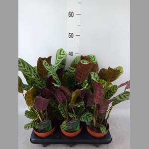 Ctenanthe burle-marxii