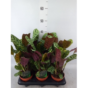 Ctenanthe burle-marxii