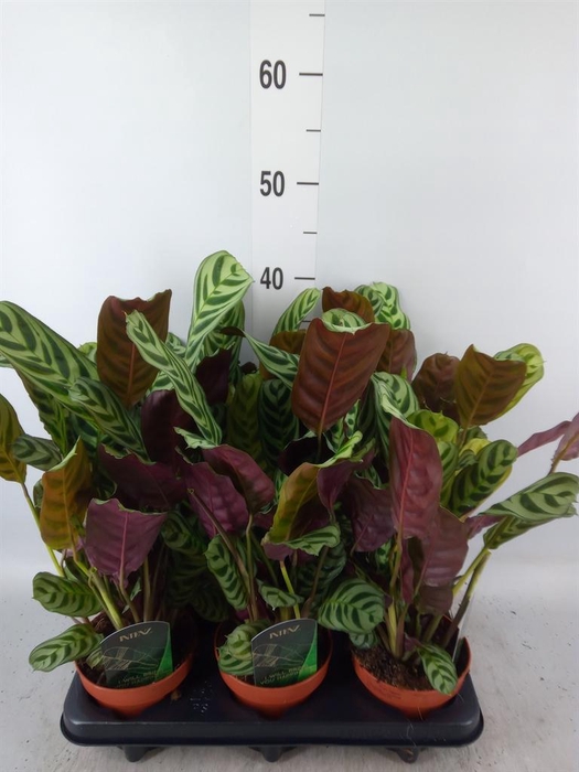 Ctenanthe burle-marxii