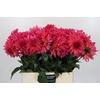 Dahlia Pink Punk