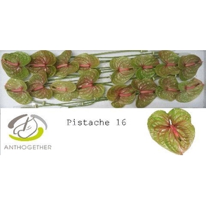 Anthurium andr. 'Pistache'
