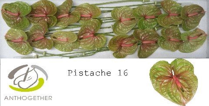 <h4>Anthurium andr. 'Pistache'</h4>