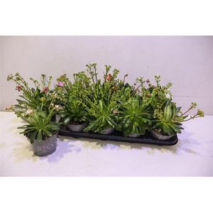 Lewi Rocky Color Gem