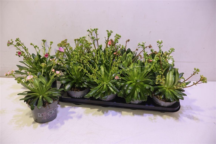 <h4>Lewi Rocky Color Gem</h4>