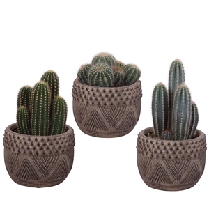 Cactus mix Ø12cm in Ø16cm Ceramic EV665