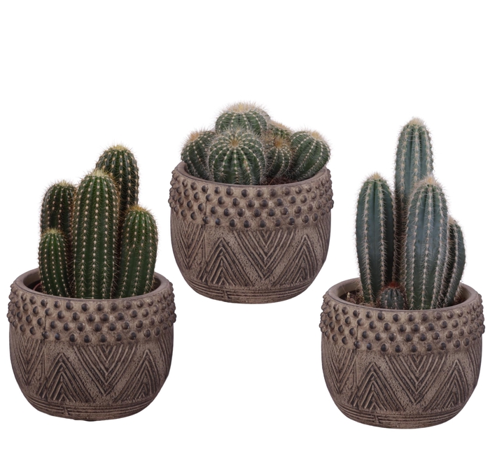 <h4>Cactus mix Ø12cm in Ø16cm Ceramic EV665</h4>