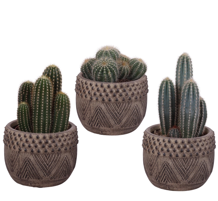<h4>Cactus mix Ø12cm in Ø16cm Ceramic EV665</h4>