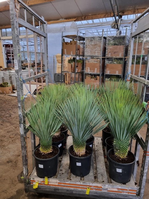 <h4>YUC ROSTRATA</h4>