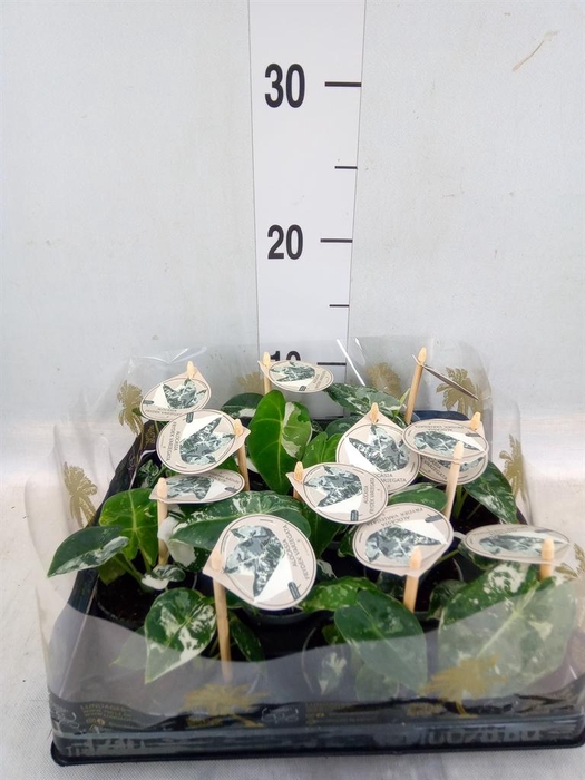 <h4>Alocasia   ...</h4>