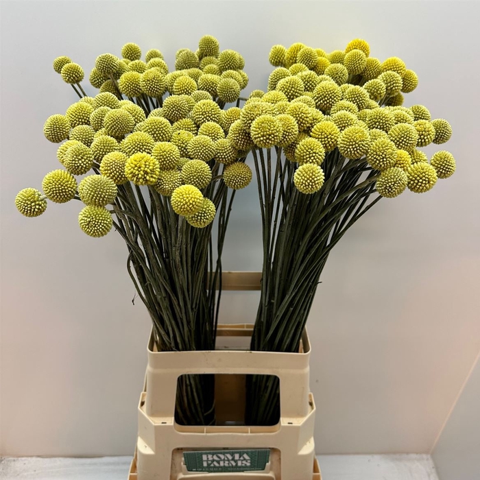 <h4>Craspedia yellow</h4>