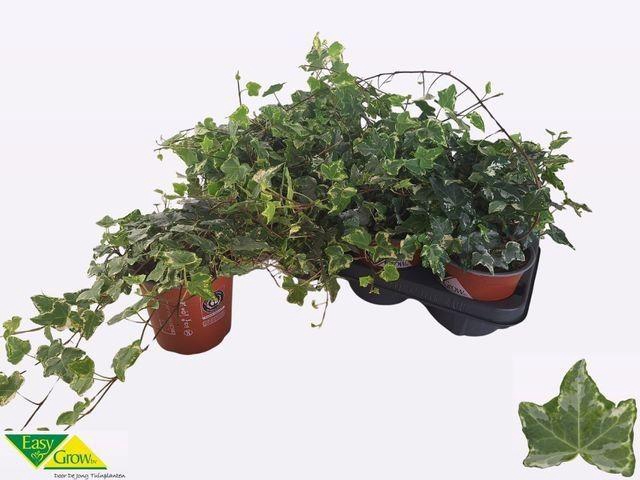 <h4>HED HE HARLEKIJN</h4>