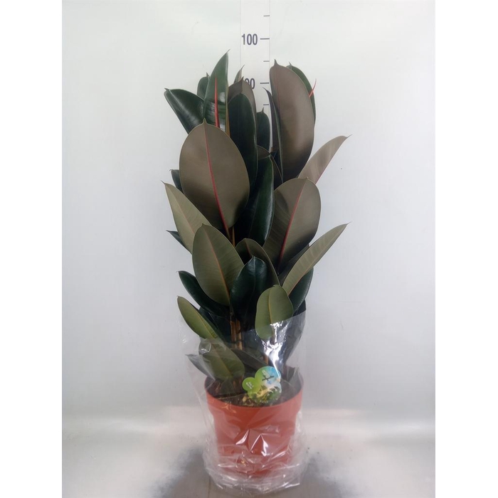 <h4>Ficus elastica 'Abidjan'</h4>