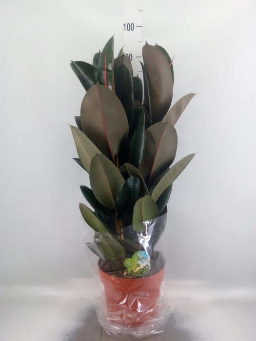 <h4>Ficus elastica 'Abidjan'</h4>
