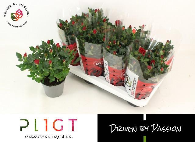 <h4>RO SCA MERCEDES KORD</h4>