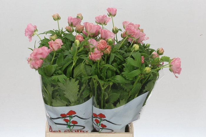 <h4>Ranunculus Butterfly Isis</h4>