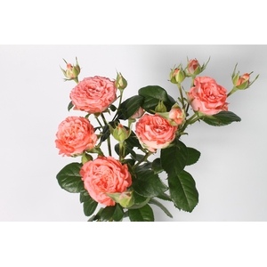 Rozen R Tr First Date