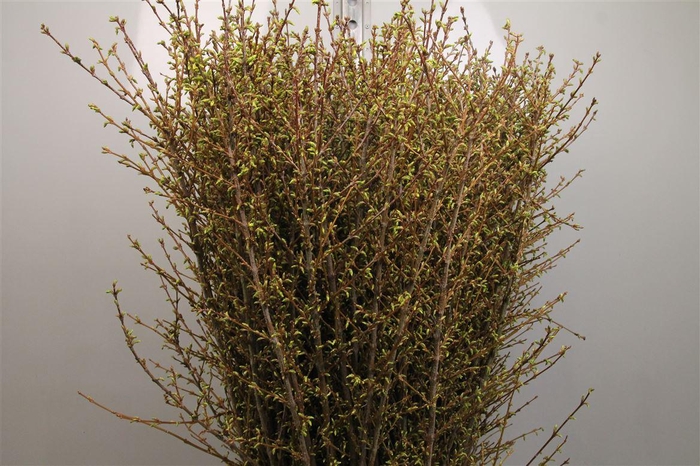 <h4>Forsy I Spectabilis</h4>