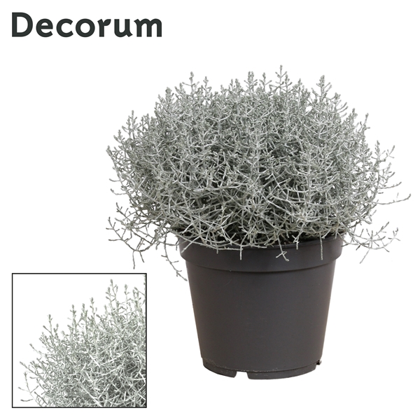 <h4>Leucophyta (Calocephalus) Brownii (Decorum)</h4>
