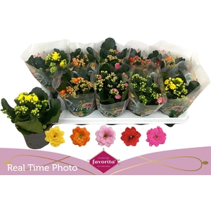 KAL GE PERF GEM 5 KL